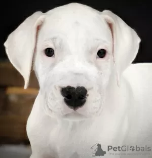 Additional photos: Dogo argentino puppy