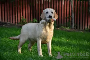 Photo №1. labrador retriever - for sale in the city of Киурувеси | 1162$ | Announcement № 113540