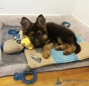 Photo №1. german shepherd - for sale in the city of Lovech | negotiated | Announcement № 101833