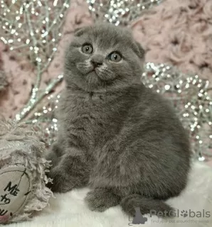 Photo №1. scottish fold - for sale in the city of Brussels | negotiated | Announcement № 129832