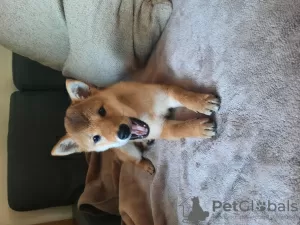 Additional photos: Shiba female for sale