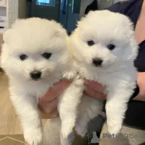 Photo №1. japanese spitz - for sale in the city of Эспоо | negotiated | Announcement № 123684