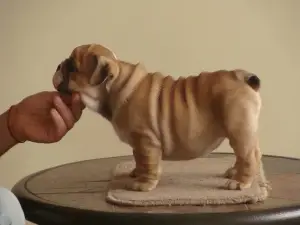 Additional photos: English bulldog puppies