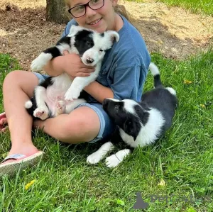 Photo №1. bearded collie - for sale in the city of Detmold | 528$ | Announcement № 123259