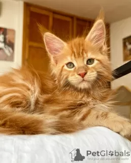 Photo №1. maine coon - for sale in the city of Colorado Springs | 300$ | Announcement № 103248