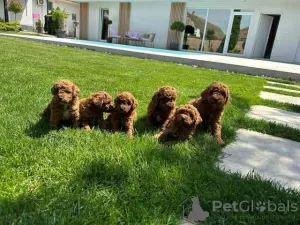 Photo №2 to announcement № 104977 for the sale of poodle (toy), poodle (dwarf) - buy in Serbia 