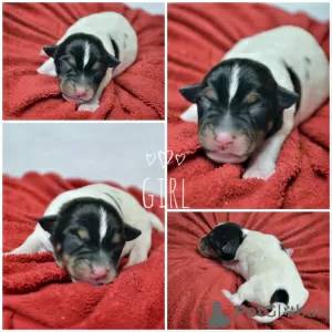 Additional photos: Booking Jack Russell puppies from the kennel for May-June