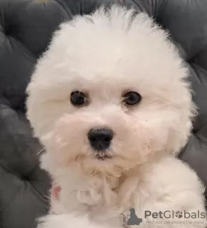 Photo №2 to announcement № 128265 for the sale of bichon frise - buy in Serbia breeder