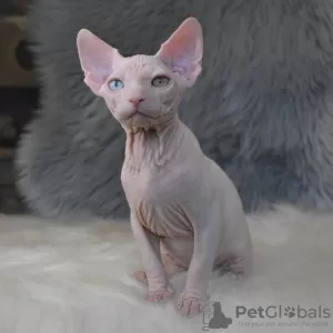 Photo №2 to announcement № 17778 for the sale of sphynx cat - buy in Ukraine from nursery