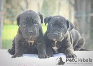 Additional photos: Cane Corso puppies