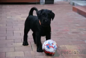 Photo №4. I will sell standard schnauzer in the city of Jastrzębie-Zdrój. breeder - price - negotiated