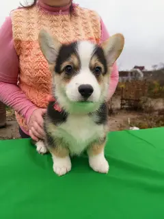 Additional photos: Welsh Corgi Pembroke Puppies