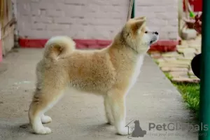 Additional photos: Akita Inu