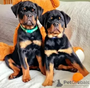 Photo №1. rottweiler - for sale in the city of Warsaw | 1268$ | Announcement № 63285