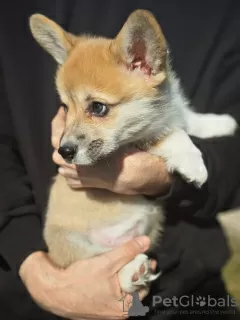 Photo №3. Welsh Corgi Pembroke puppy. Belarus