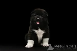 Photo №1. american akita - for sale in the city of Krasnodar | 660$ | Announcement № 8180