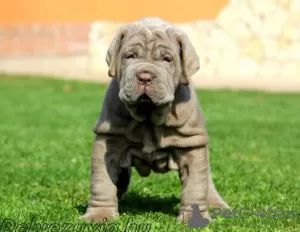 Photo №1. neapolitan mastiff - for sale in the city of Rome | negotiated | Announcement № 97857