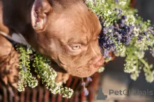 Photo №4. I will sell american bully in the city of Borisov. breeder - price - 1057$