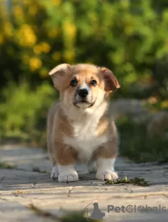 Additional photos: Welsh Corgi Pembroke puppies