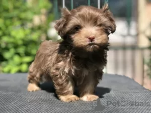 Additional photos: Russian colored lapdog puppies for shows and family