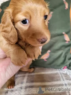 Photo №3. long-haired miniature dachshund. United States