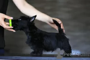 Photo №1. scottish terrier - for sale in the city of Simferopol | negotiated | Announcement № 11166