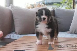 Photo №2 to announcement № 93034 for the sale of australian shepherd - buy in Finland private announcement