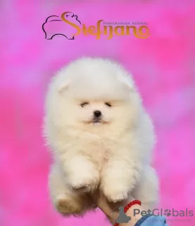 Photo №3. High quality Pomeranian puppies. Serbia