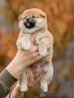 Photo №4. I will sell shiba inu in the city of Minsk. from nursery - price - negotiated