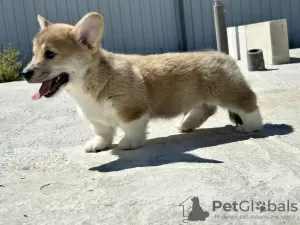 Photo №1. welsh corgi - for sale in the city of Италијани | negotiated | Announcement № 103888