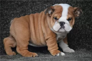 Photo №3. Bundle of joy Bulldog puppies ready to bring joy to any approved lucky home. United States