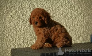 Additional photos: Mini Poodle, red and apricot colors