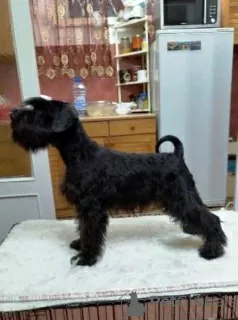 Photo №1. standard schnauzer - for sale in the city of Zrenjanin | negotiated | Announcement № 83950