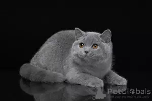 Photo №1. british shorthair - for sale in the city of Криводановка | negotiated | Announcement № 115056