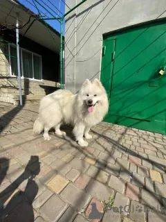 Additional photos: Samoyed premium puppies