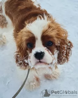 Photo №2 to announcement № 40116 for the sale of cavalier king charles spaniel - buy in Russian Federation breeder