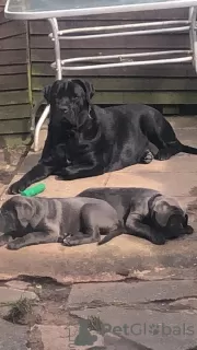 Photo №3. Cane Corso. United States