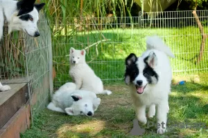 Photo №4. I will sell yakutian laika in the city of Wielka Wieś. breeder - price - negotiated