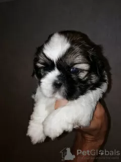 Additional photos: Shih Tzu