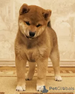 Photo №4. I will sell shiba inu in the city of Astrakhan. breeder - price - 1000$