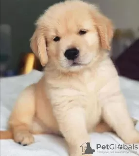 Photo №1. golden retriever - for sale in the city of Афины | negotiated | Announcement № 94550