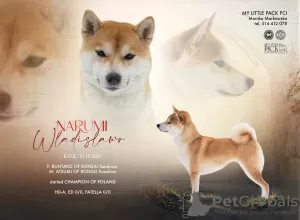 Photo №3. Shiba Inu dogs available for reservation. Poland