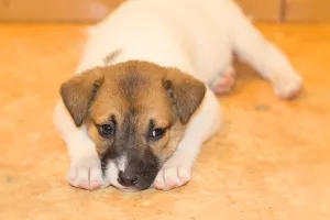 Additional photos: Charming puppies looking for a home