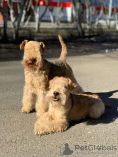 Photo №1. lakeland terrier - for sale in the city of Neftekamsk | negotiated | Announcement № 42301