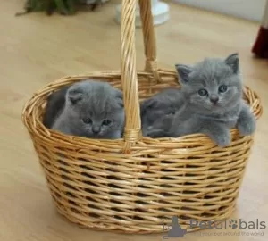 Photo №1. scottish fold - for sale in the city of Dusseldorf | Is free | Announcement № 107825