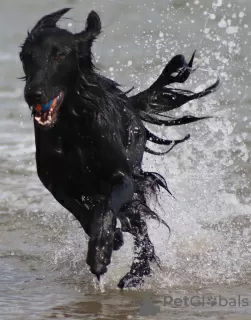 Photo №3. flat coated retriever puppies. France