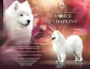 Additional photos: Lovely Snow Diamonds Samoyed Kennel (HU)