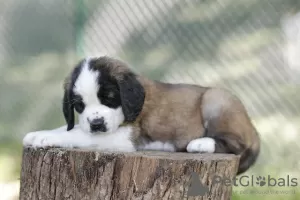 Photo №4. I will sell st. bernard in the city of Gornji Milanovac. breeder - price - negotiated