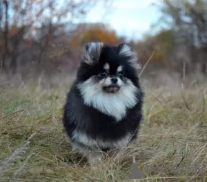 Additional photos: We present a garnet of Pomeranian spitz.