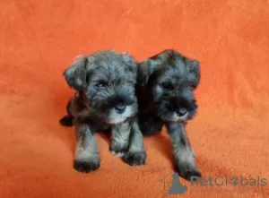 Additional photos: Miniature Schnauzer puppies